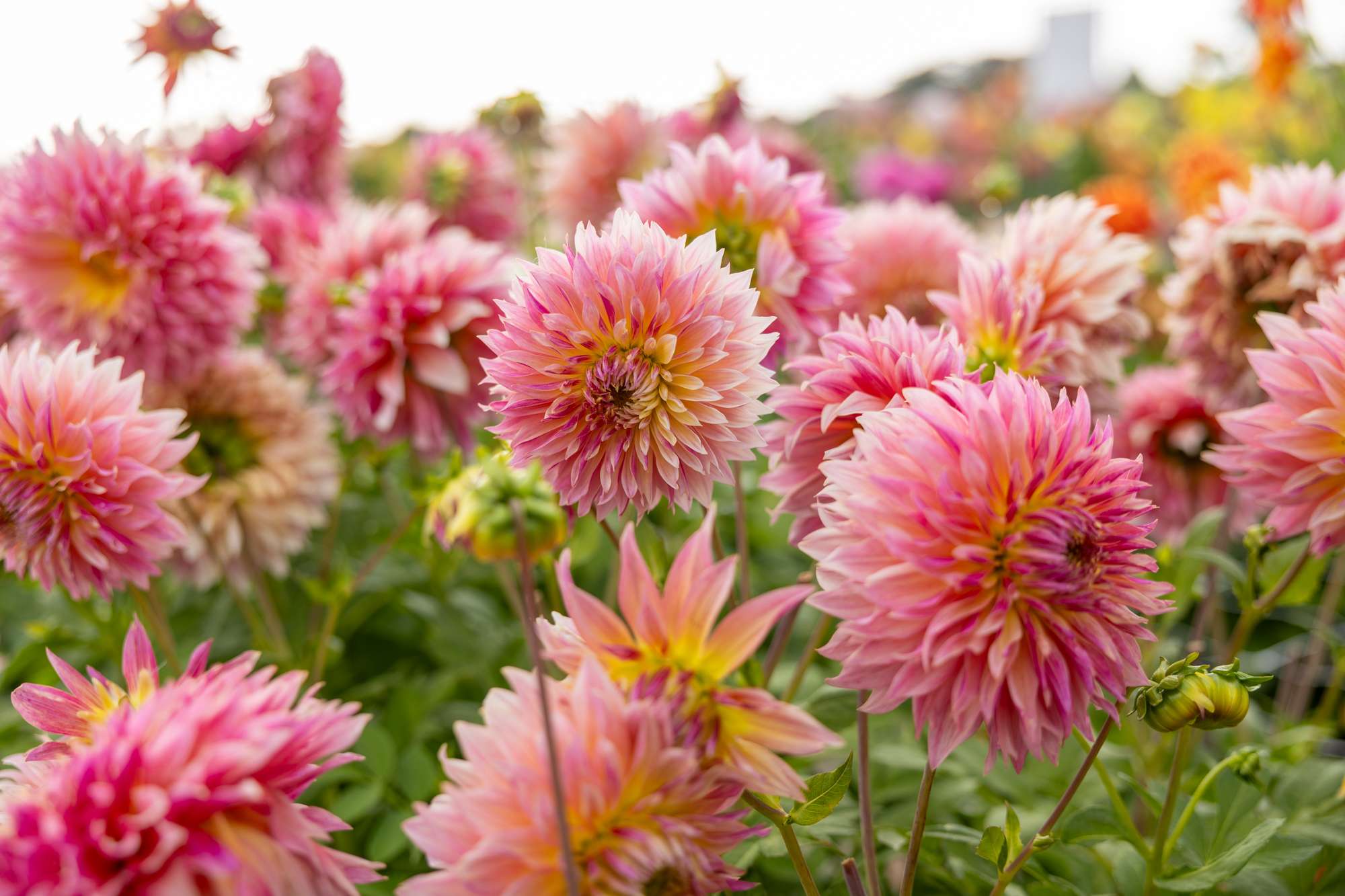 Dahlia 'Tompoes'